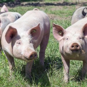 SARL Barat - cochons et porcs